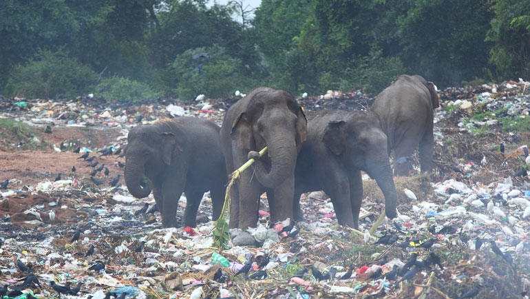 Elephants eating waste in Sri Lanka. Photo: iStock/rudiuks