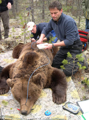 Andreas Zedrosser undersøker kroppsfettet hos en bjørn. Foto: Sven Brunberg