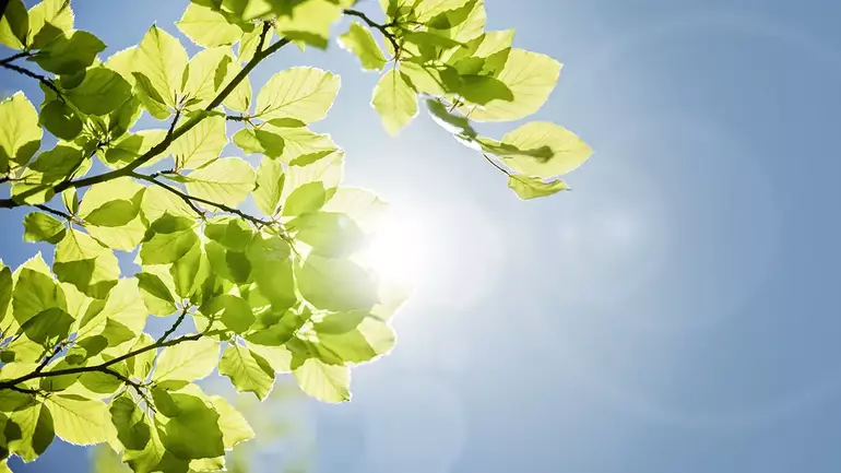 sollys gjennom grønne blader